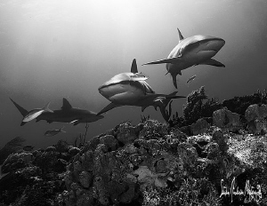 An almost trifecta with Reef Sharks on the beautiful reef... by Steven Anderson 